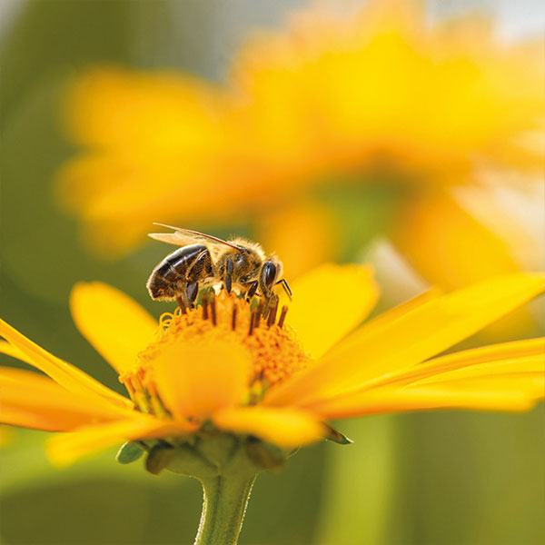 nachhaltigkeit_biodiversitaet